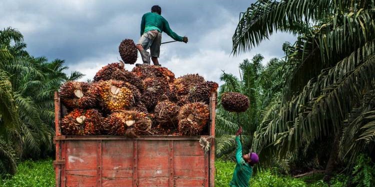 Harga TBS Kelapa Sawit Riau Pekan Ini Naik Hingga Rp3.842 per Kilogram