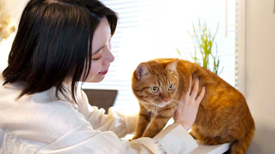 Manfaat Memelihara Kucing Di Rumah Terbukti Ilmiah Baik Fisik Mental Keluarga