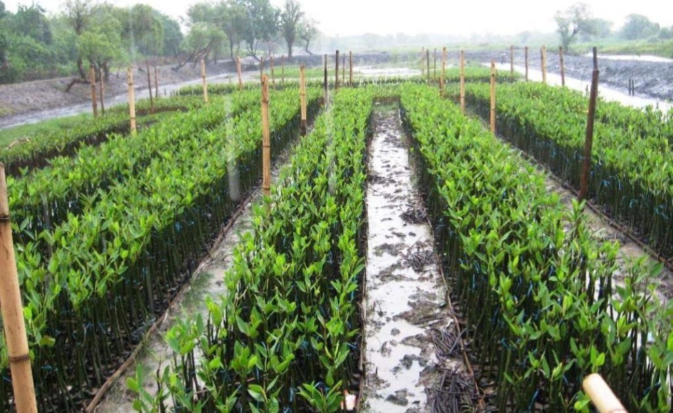 PT PP Hijaukan Pesisir Tambakrejo: Solusi Efektif Melawan Abrasi dan Perubahan Iklim