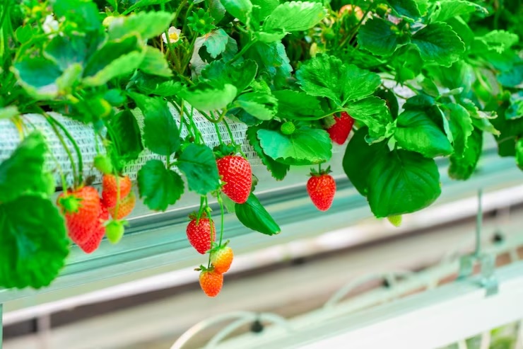 Rekomendasi 8 Buah Hidroponik Populer, Mudah Ditanam dan Cepat Panen