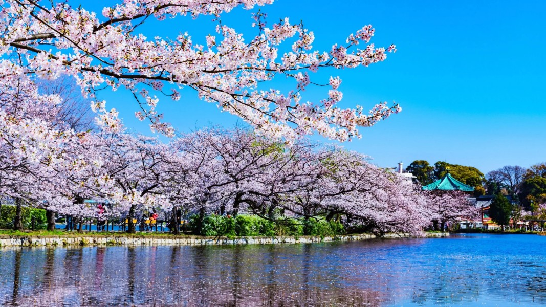 Liburan Ke Jepang, Jangan Lewatkan Tujuh Taman Kota Paling Cantik