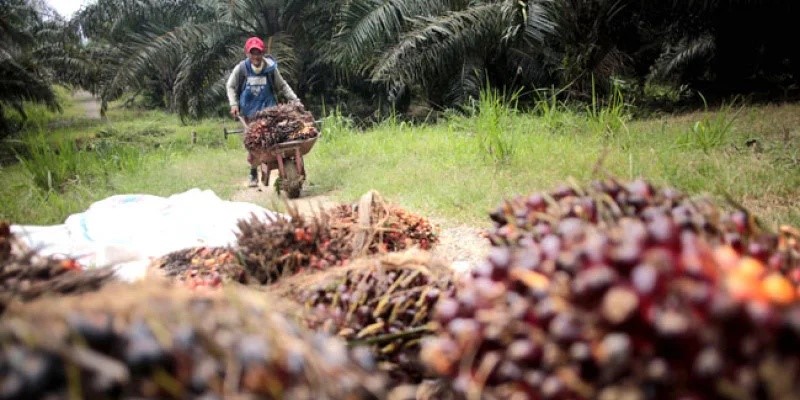 Harga Sawit Petani Sumatera Selatan Awal Maret 2026 Tetap Terjaga