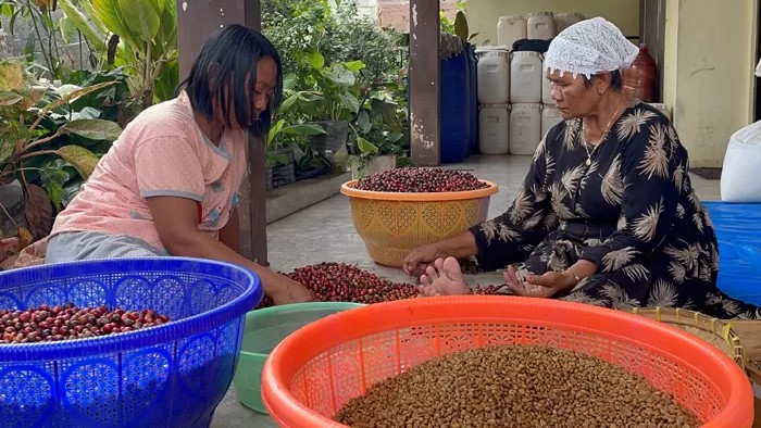 Harga Kopi Fermentasi Excelsa Wonosalam Naik, Tetap Diburu Eropa Harga Kopi Fermentasi Excelsa Wonosalam Naik, Tetap Diburu Eropa