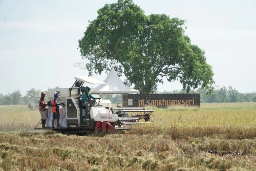 Benih Bersertifikat Dorong Produktivitas Pertanian Lewat Festival SHS