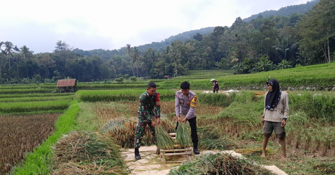 Kolaborasi Bhabinkamtibmas dan Petani: Mendukung Panen Padi demi Ketahanan Pangan di Desa Damai Makmur