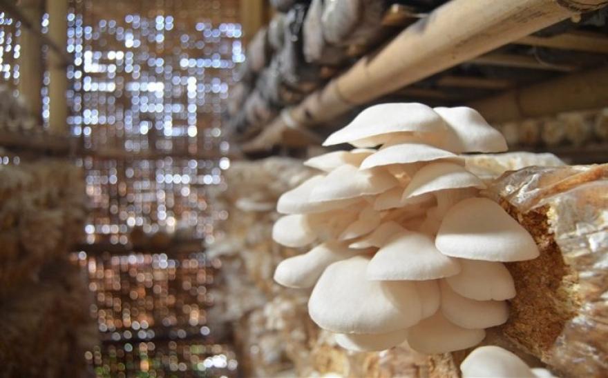 Simak Tips Budidaya Jamur Tiram di Rumah Kecil, Praktis dan Panen Cepat