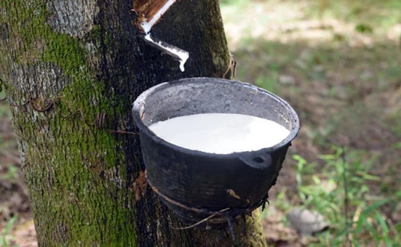 Harga Karet dan Sawit di Jambi Berubah, Petani Harus Siapkan Strategi Baru