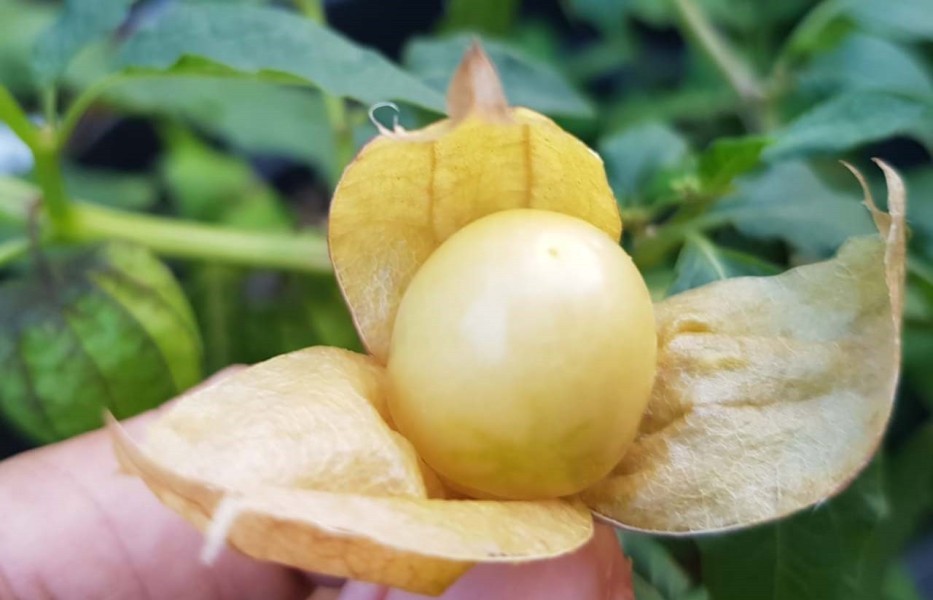 Manfaat Buah Ciplukan, Cara Mengonsumsi, dan Efek Sampingnya