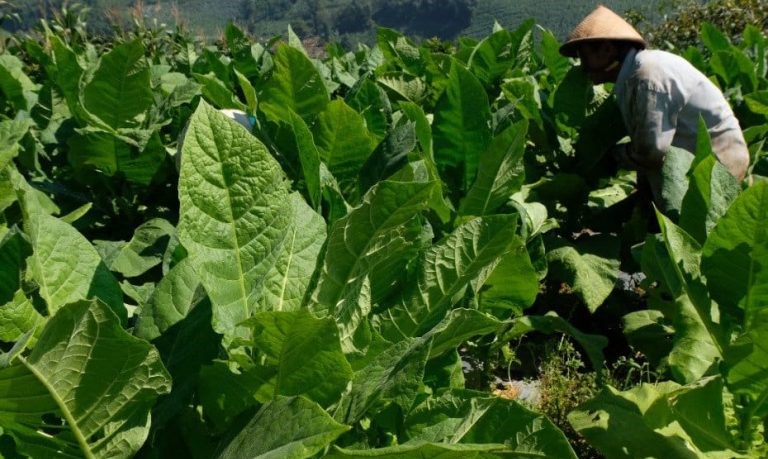Petani Panen Tembakau Dongkrak Ekonomi Desa
