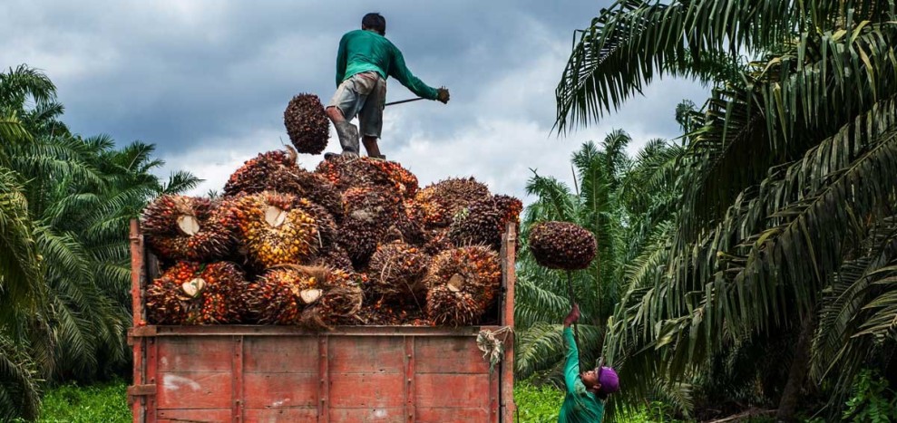 Harga TBS Sawit Sumsel Periode II-Desember 2025 Capai Tertinggi Rp 3.395