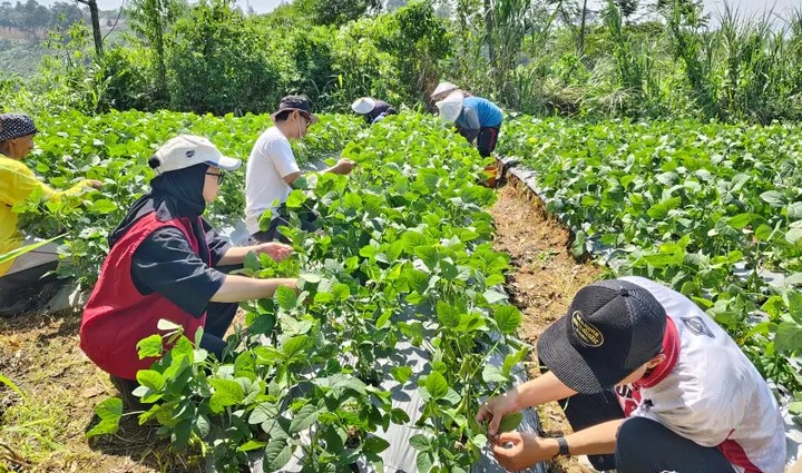 Petani Muda Sukabumi Sukses Raup Cuan dari Edamame Organik