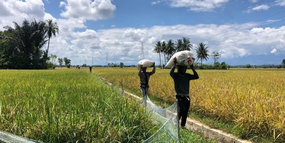 Bulog Aceh Serap Gabah Petani Awal Tahun Capai 10 Ribu Ton