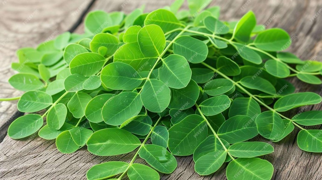 Intip 12 Manfaat Luar Biasa Daun Kelor untuk Kesehatan Tubuh dan Imunitas