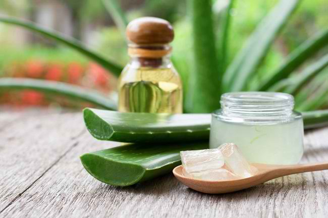 Manfaat Lidah Buaya untuk Kesehatan dan Kecantikan Tubuh