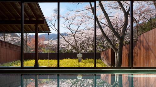 Rekomendasi Hotel Terbaik Nikmati Musim Sakura 2026 Jepang Paling Indah