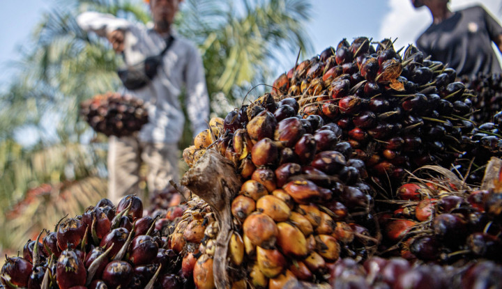 Kenaikan Harga Sawit di Riau Memberikan Manfaat Signifikan bagi Petani Lokal
