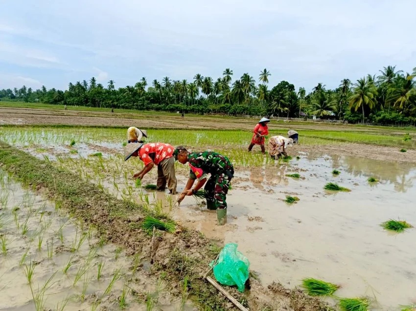 Sinergi TNI, Petani, dan Swasta Perkuat Ketahanan Pangan Tikung