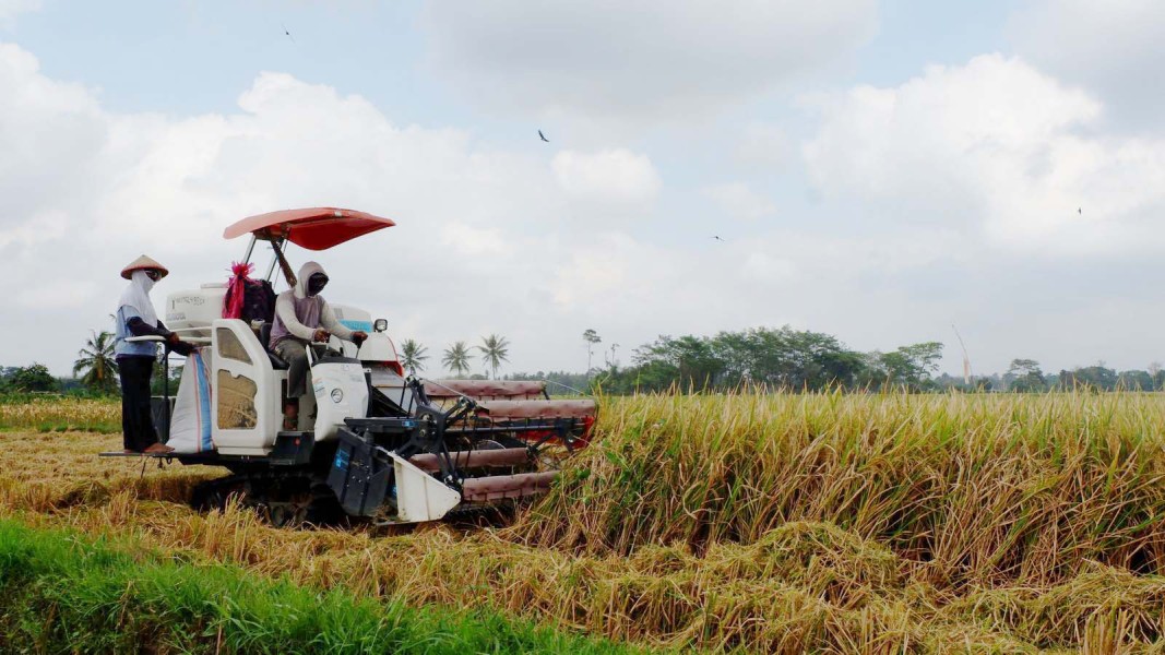Harga Gabah Naik, Petani Lamongan Panen Untung Besar