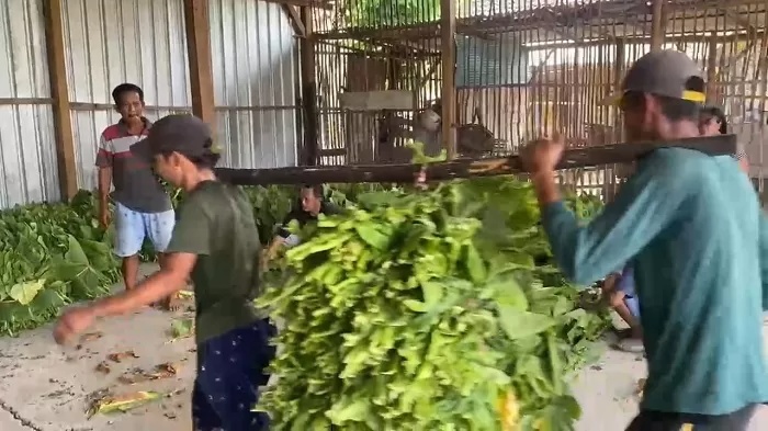 Panen Tembakau di Jombang, Petani Pilih Jual Basah