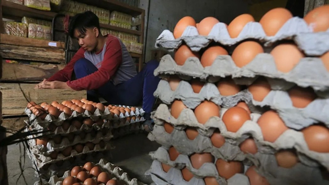BPS Tegaskan Peran MBG dalam Lonjakan Harga Telur Ayam, Menjadi Sorotan Publik