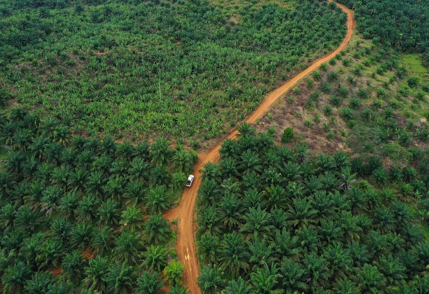 Perkebunan Sawit Dorong Pertumbuhan Ekonomi melalui Pengelolaan Berkelanjutan