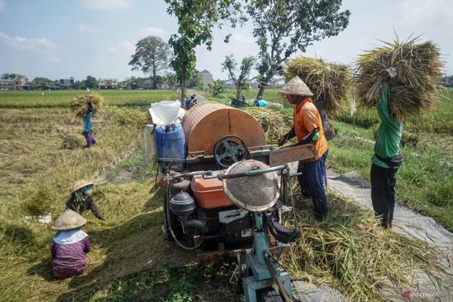 Indonesia Berhasil Raih Swasembada Beras Nasional Hanya Dalam Satu Tahun