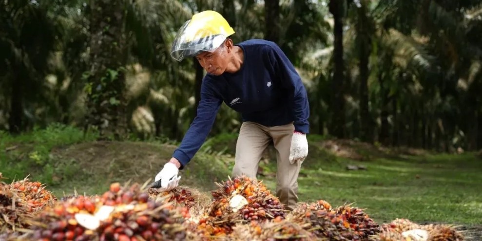 Produksi CPO Nasional Cukup Untuk Penuhi Kebutuhan Minyak Goreng