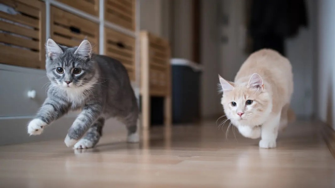 7 Penyebab Kucing Takut yang Perlu Diketahui Pemiliknya