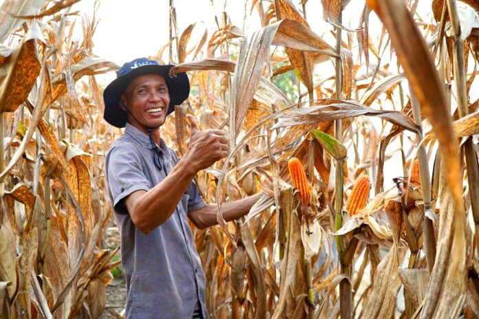 Kuningan Kembangkan Kemitraan Jagung Petani Lebih Aman Hasil Panen