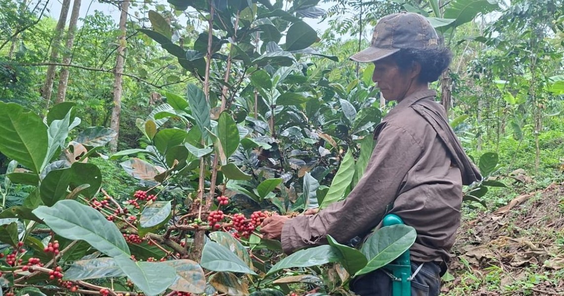 Pemkab Purbalingga Perkuat Perkebunan Kopi untuk Petani Lokal