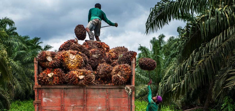 Harga TBS Sawit Sumsel Naik ke Rp3.451 per Kg, Didorong Kenaikan Harga CPO