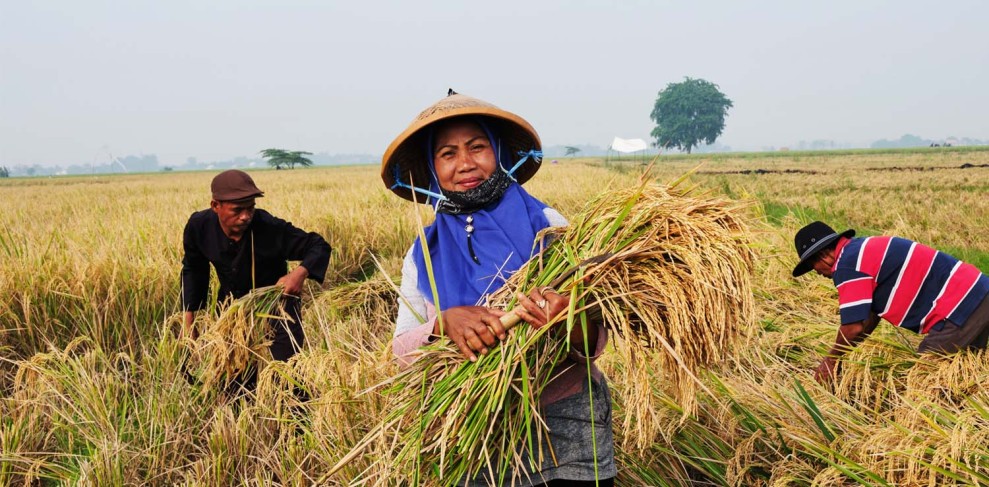 Petani Desa Bontula Bangun Rumah Pembibitan untuk Tanaman Tahunan, Dukung Pertanian Berkelanjutan