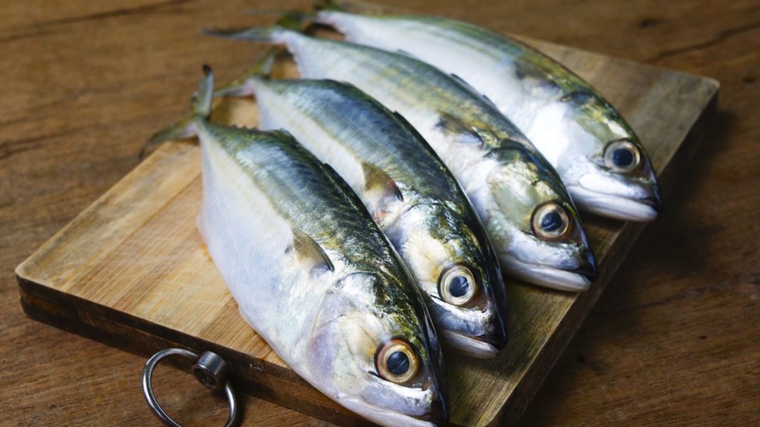 Salmon Dan Kembung Mana Lebih Unggul Kandungan Nutrisinya