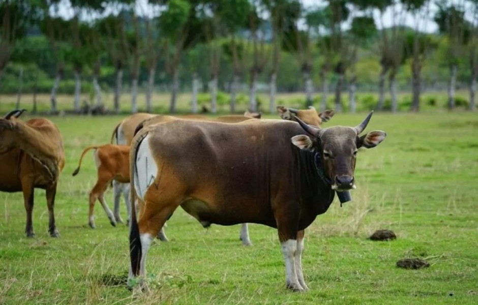 Kementan Targetkan Investasi 200 Ribu Sapi di Kalteng untuk Percepat Swasembada Daging Nasional