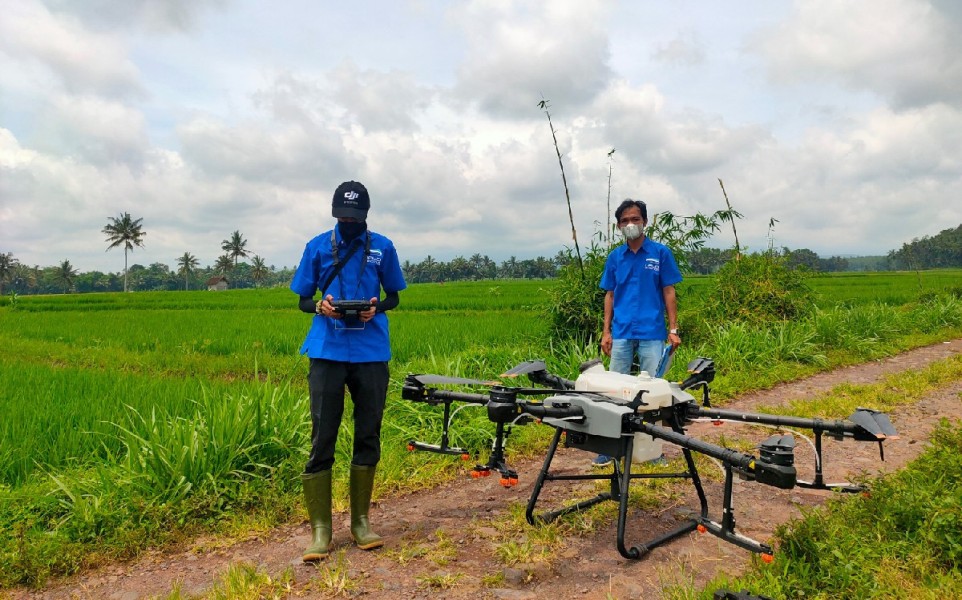 Petani Dorong Semprot Wereng Pakai Drone