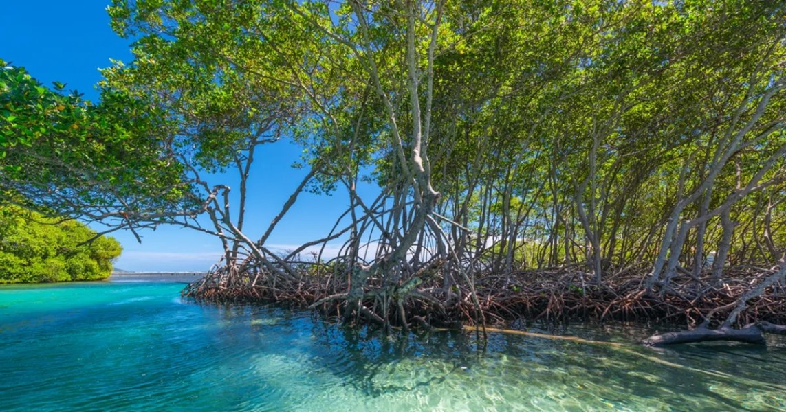 Wisata Mangrove Dewi Surga, Destinasi Baru di Cirebon
