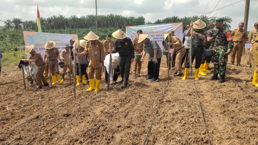 Program PSR Tumpangsari Padi Gogo Menjanjikan Keuntungan Besar Bagi Petani di Pandeglang