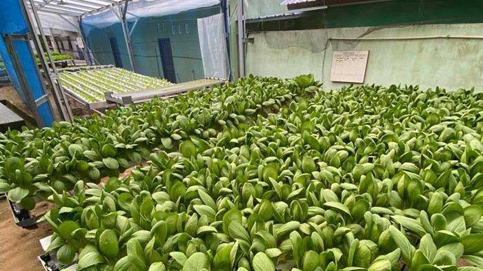 MIND ID Dorong UMK Pertanian untuk Tingkatkan Produktivitas dan Ketahanan Pangan Nasional