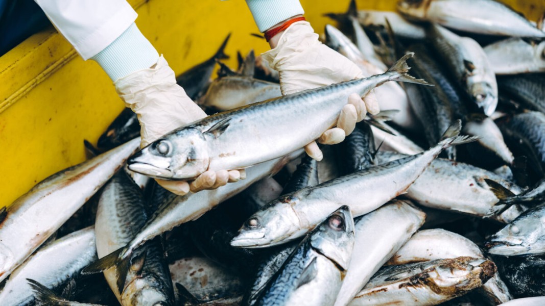 Produk Perikanan Indonesia Kini Bisa Diekspor Resmi ke Luar Negeri