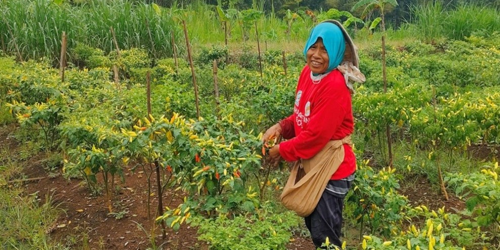 Harga Cabai Gunungkidul Naik, Petani Nikmati Rp 90.000 per Kilogram