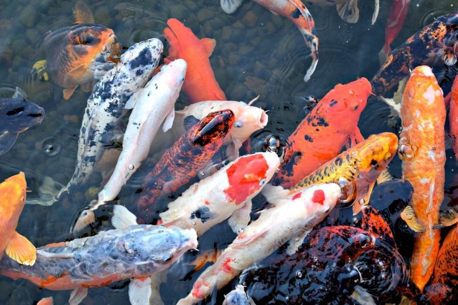 Fungsi Kolam Pemberokan Ikan, Jenis, dan Cara Melakukannya