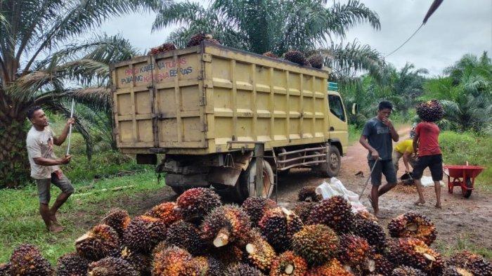 Pasar TBS Kelapa Sawit Menguat, Petani Rasakan Manfaat dari Kenaikan Harga