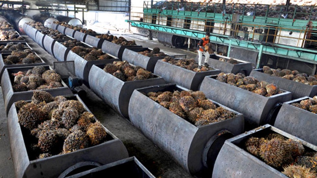 Asia Tenggara Kuasai Produksi Minyak Sawit Dunia Tahun 2025