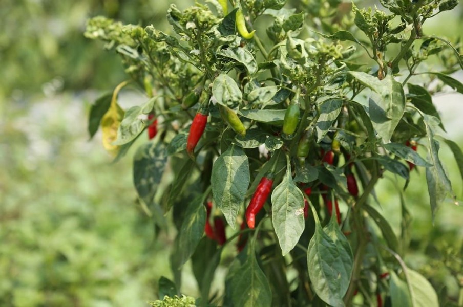 Harga Cabai Rawit Stabil, Petani Jombang Nikmati Hasil Panen Melimpah