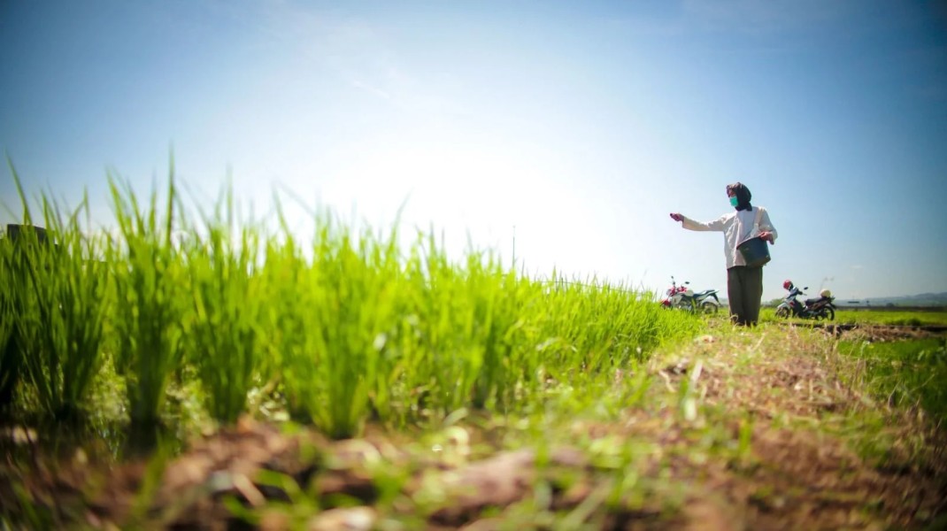 Rekor Baru NTP Dorong Optimisme terhadap Peningkatan Daya Beli Petani