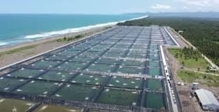 KKP Rekrut 3.000 Tenaga Kerja Lokal Dukung Tambak Udang Waingapu