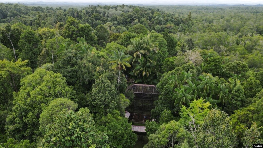 IKN Hadirkan Konsep Kota Hutan untuk Melindungi Satwa Liar di Nusantara