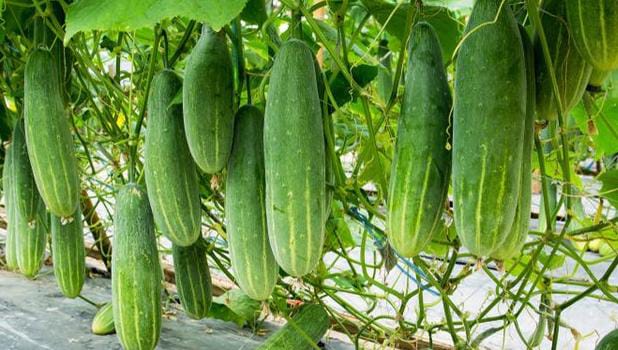 Dandi, Petani Muda dari Mamuju yang Tak Pernah Lelah Bertani Mentimun Kisah Ketekunan dan Semangat Tanpa Henti