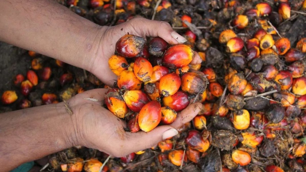 Harga Minyak Sawit Malaysia Terendah 21 Minggu, Ringgit Kuat Tekan Ekspor