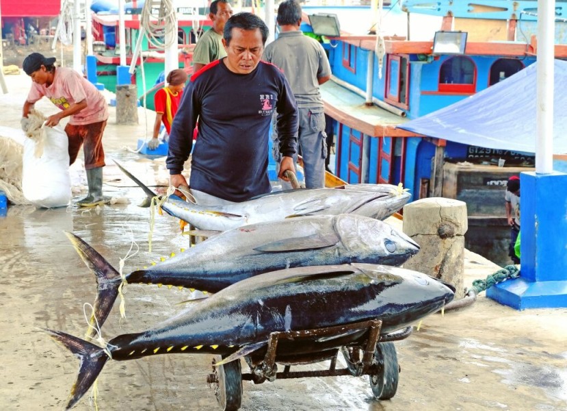 Peluang Ekspor Melimpah Puluhan Perusahaan Perikanan Indonesia Resmi Tembus Korea